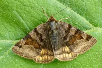 Euclidia glyphica imago
