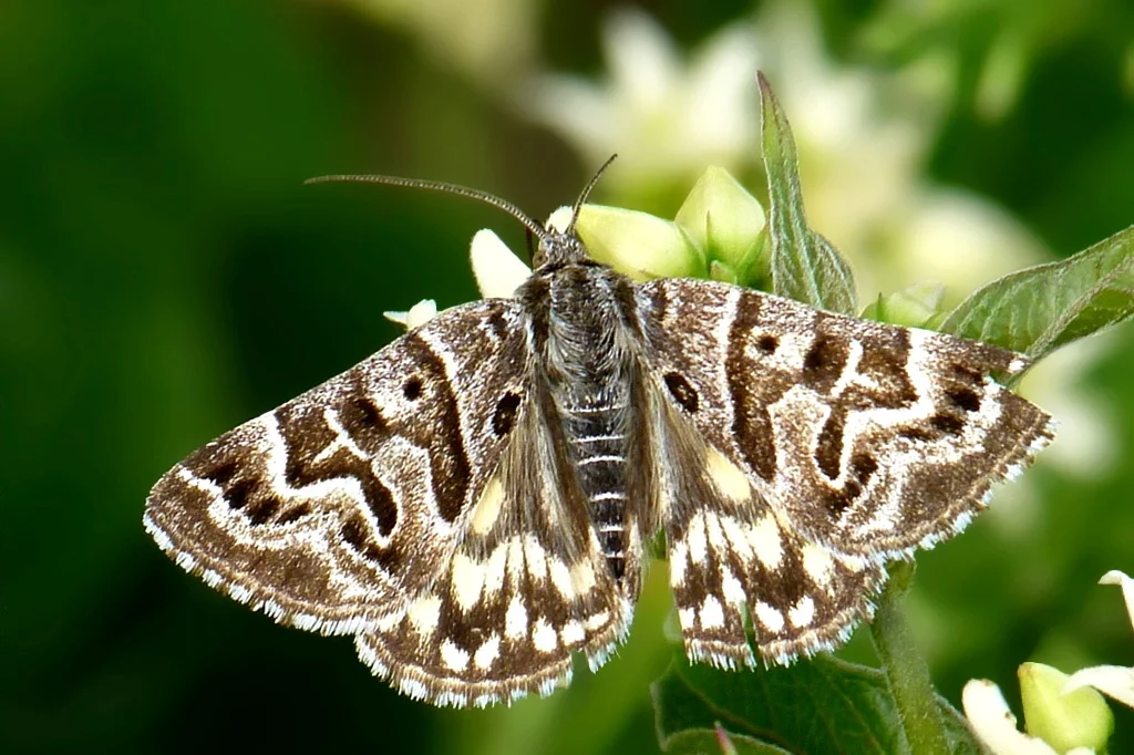 Euclidia mi imago