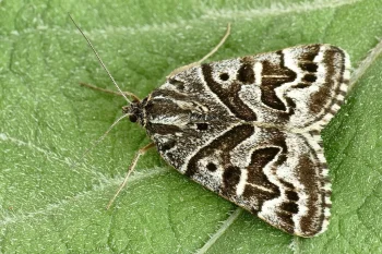 Euclidia mi imago