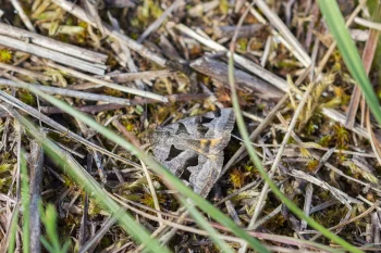 Euclidia triquetra imago
