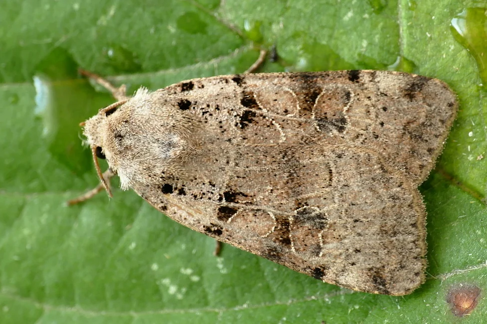 Eugnorisma depuncta imago