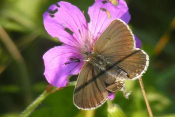 Eumedonia eumedon imago