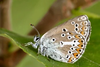 Eumedonia eumedon imago