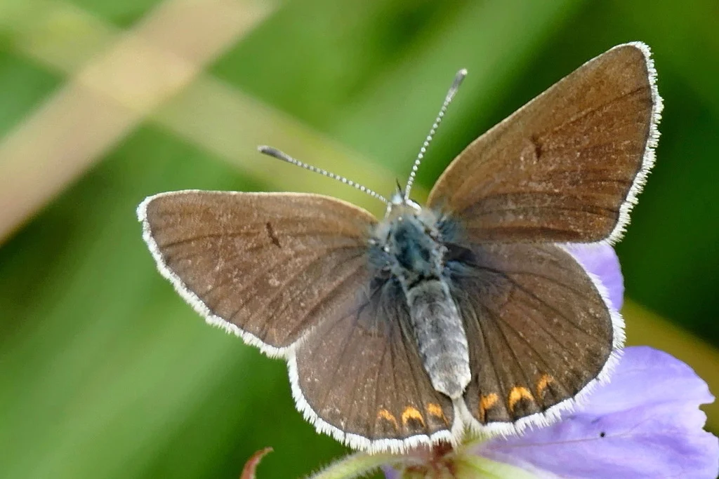 Eumedonia eumedon imago