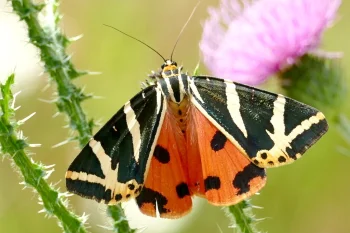 Euplagia quadripunctaria imago
