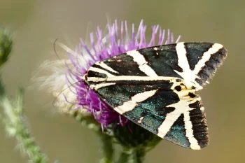 Euplagia quadripunctaria imago