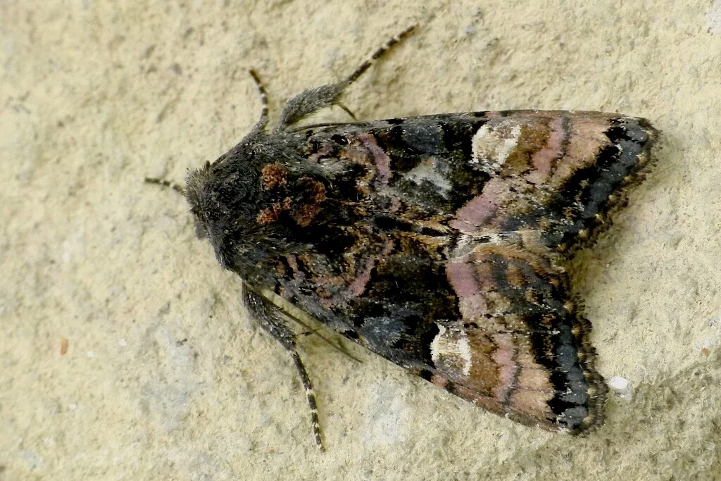 Euplexia lucipara imago