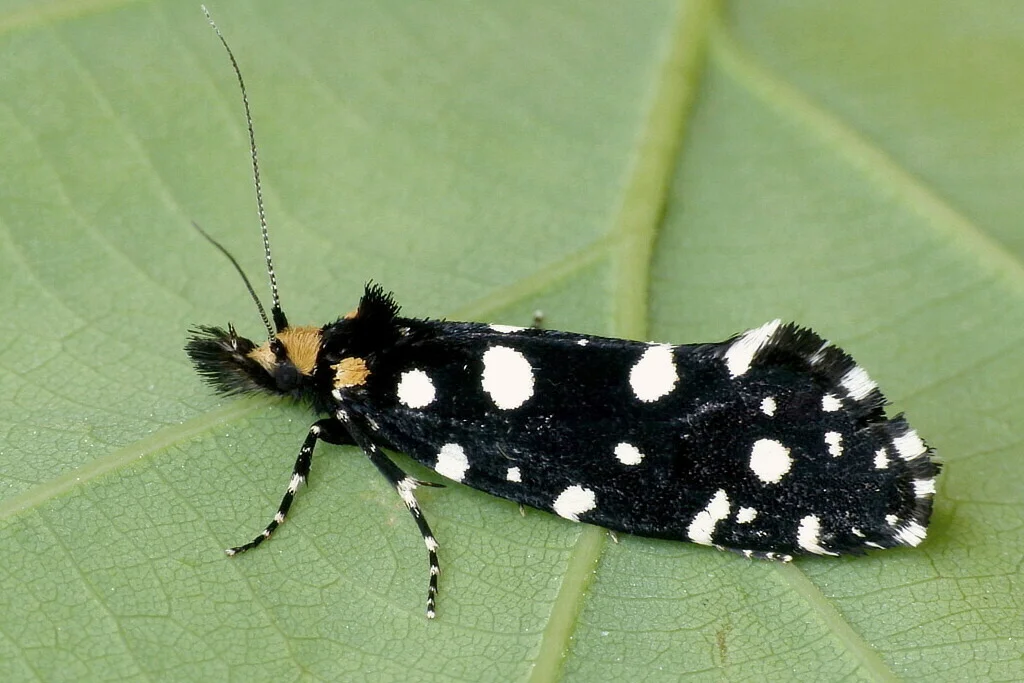 Euplocamus anthracinalis imago