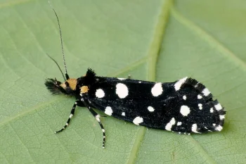 Euplocamus anthracinalis imago