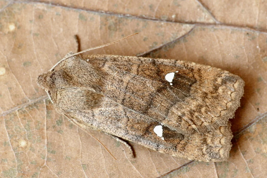 Eupsilia transversa imago