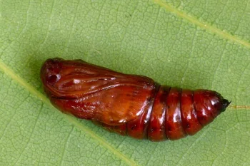 Eupsilia transversa pupa