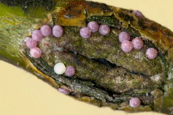 Eupsilia transversa ova