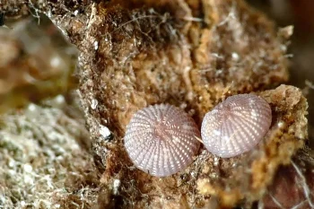 Eupsilia transversa ova