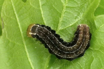 Eupsilia transversa larva