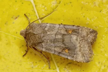 Eupsilia transversa imago