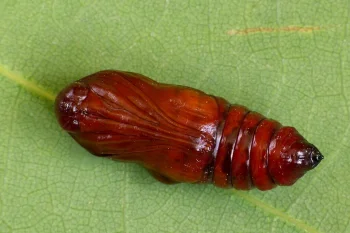Eupsilia transversa pupa