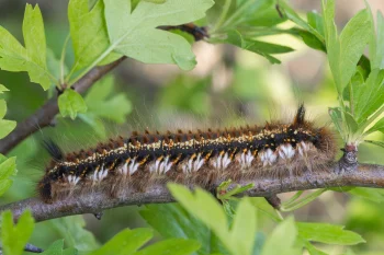 Euthrix potatoria larva