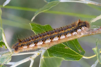 Euthrix potatoria larva