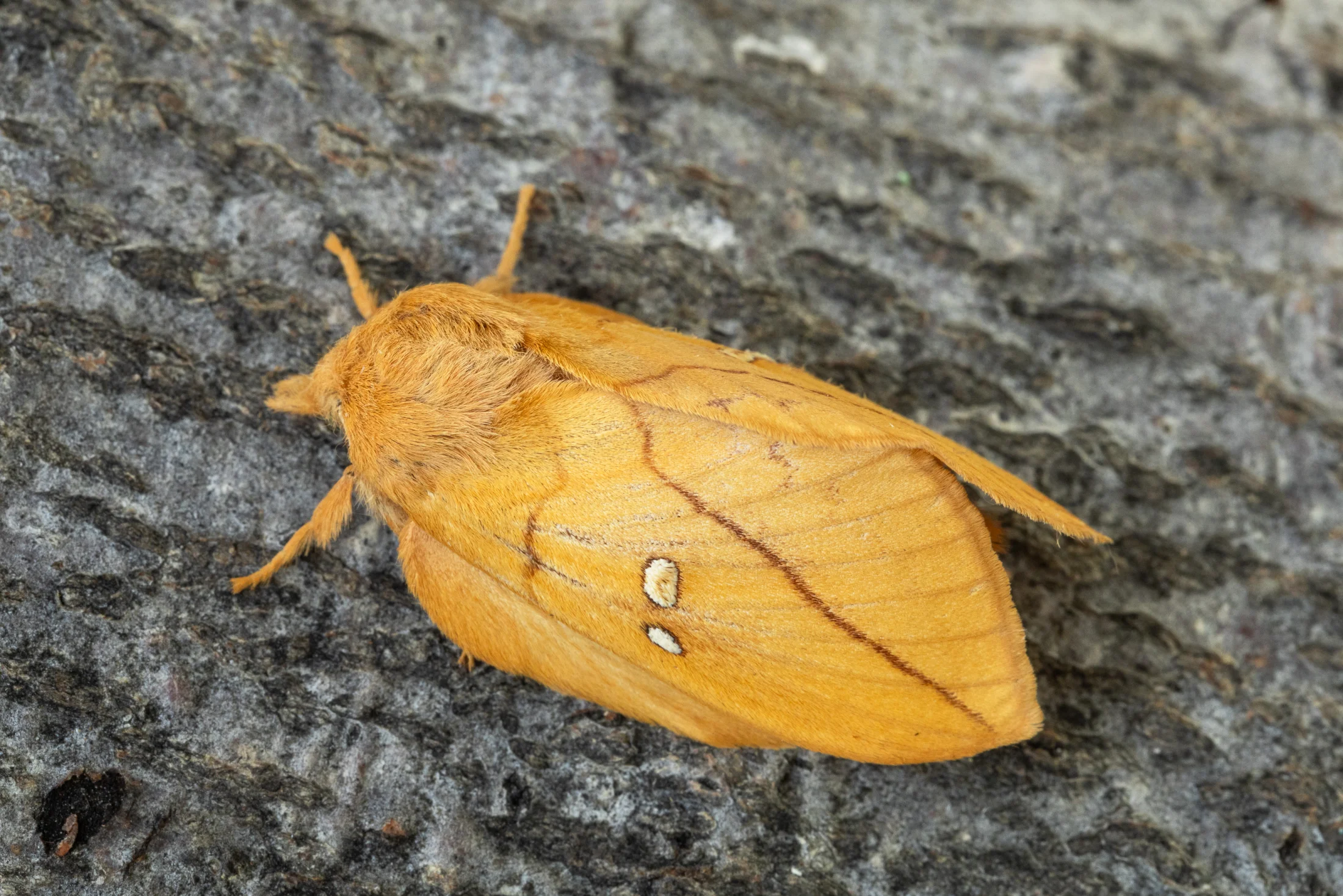 Euthrix potatoria imago