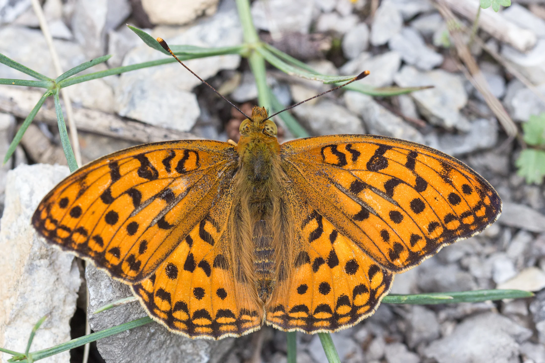 Fabriciana adippen imago