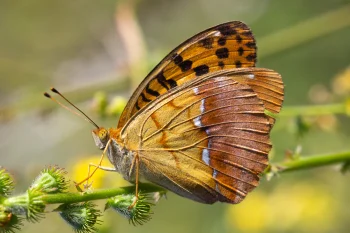 Fabriciana laodice imago