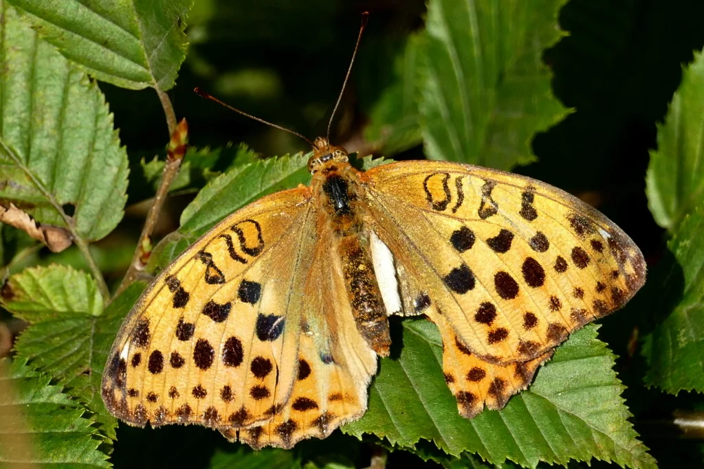 Fabriciana laodice imago