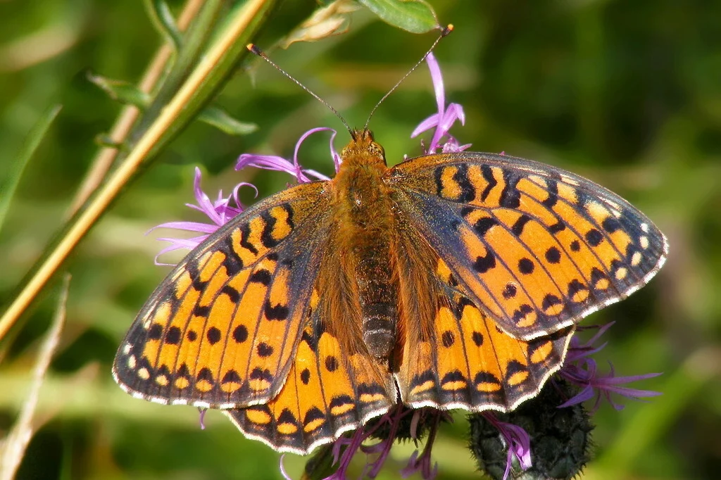 Fabriciana niobe imago