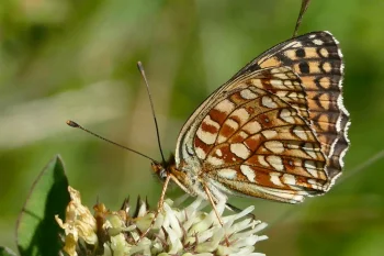 Fabriciana niobe imago