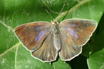 Favonius quercus imago
