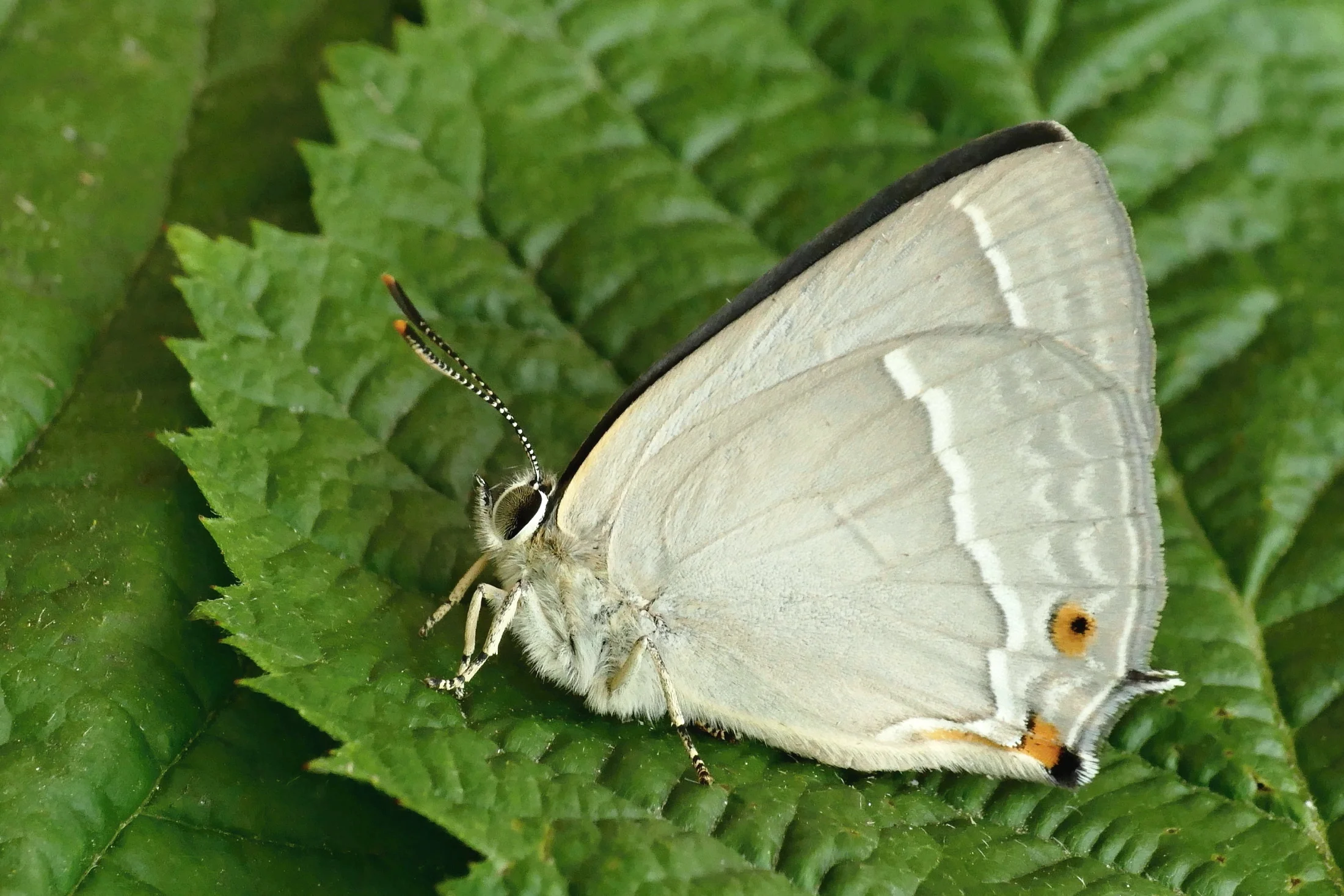 Favonius quercus imago