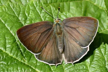 Favonius quercus imago