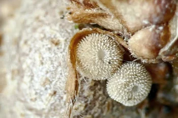 Favonius quercus ova