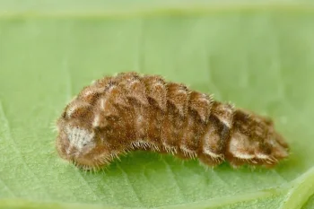 Favonius quercus larva