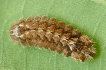Favonius quercus larva