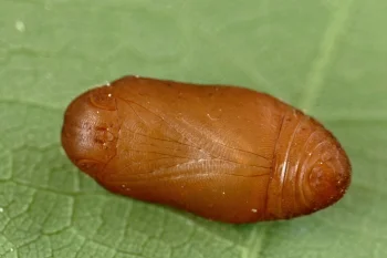 Favonius quercus pupa