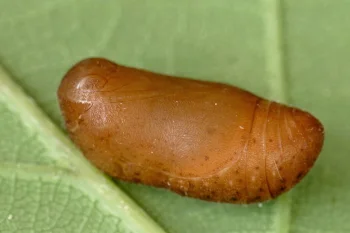 Favonius quercus pupa