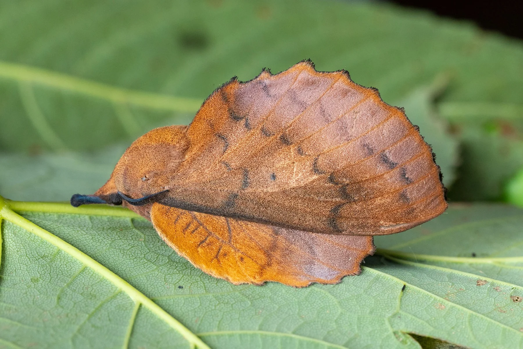 Gastropacha quercifolia imago