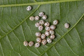 Gastropacha quercifolia imago