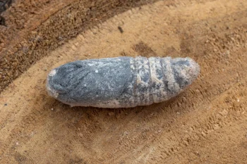 Gastropacha quercifolia pupa