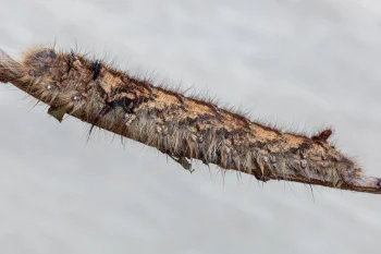 Gastropacha quercifolia imago
