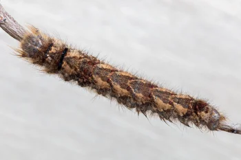 Gastropacha quercifolia larva