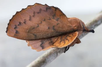 Gastropacha quercifolia