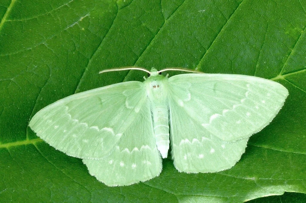 Geometra papilionaria imago