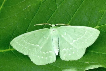 Geometra papilionaria imago