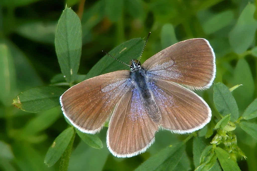 Glaucopsyche alexis imago