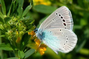 Glaucopsyche alexis imago