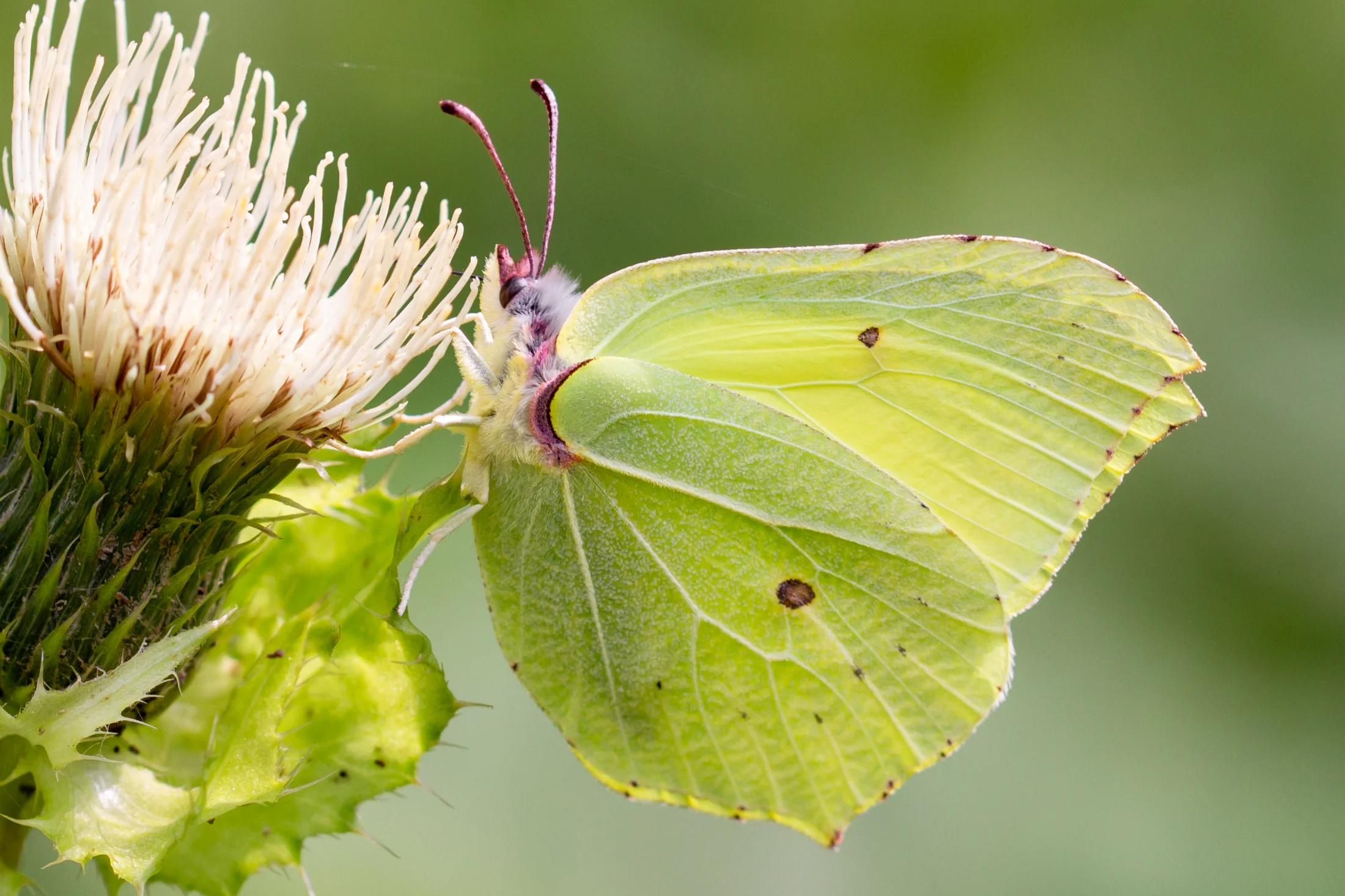 Gonepteryx rhamni imago