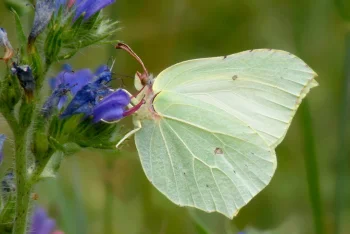 Gonepteryx rhamni imago female