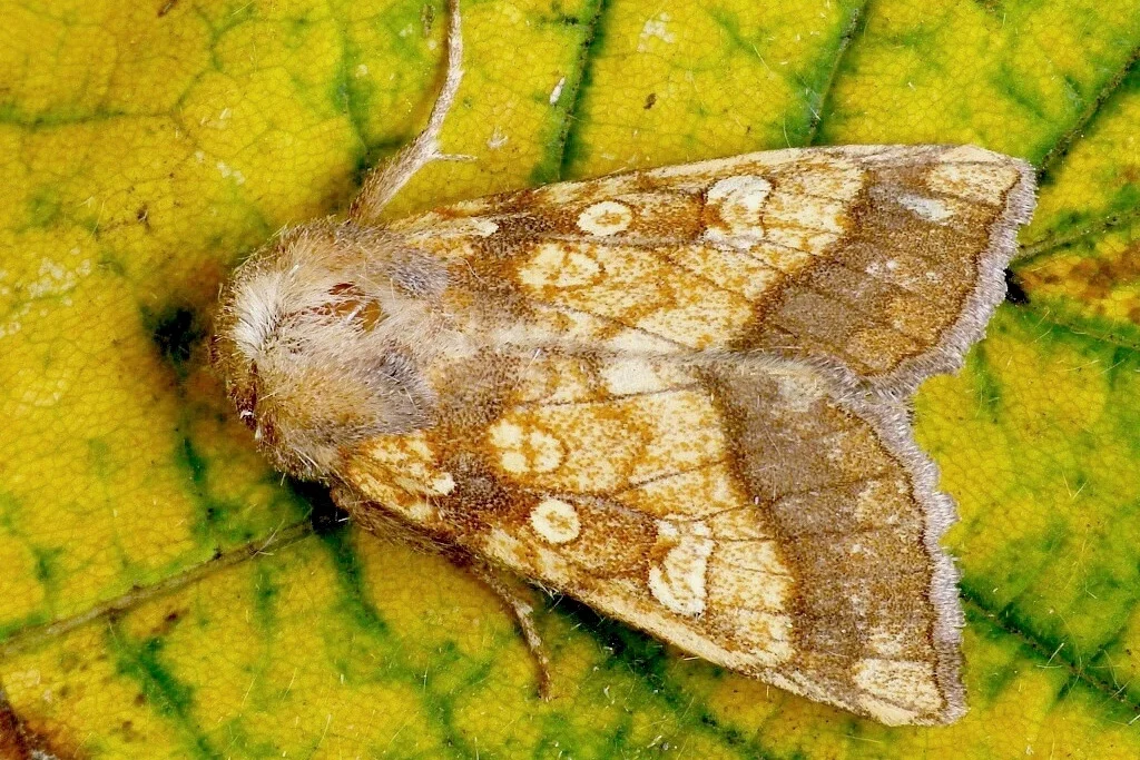 Gortyna flavago imago