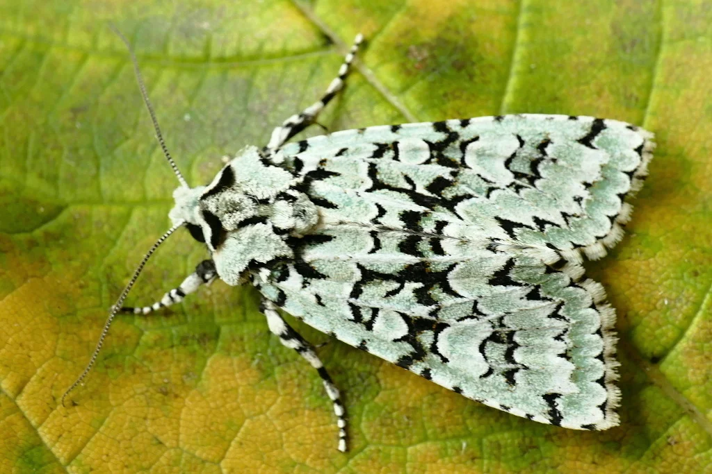 Griposia aprilina imago